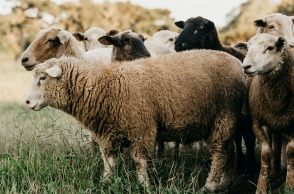 Πρόβατα