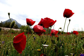 Ανθισμένες παπαρούνες - Καλός ο καιρός σήμερα Σάββατο 29 Μαΐου 2021