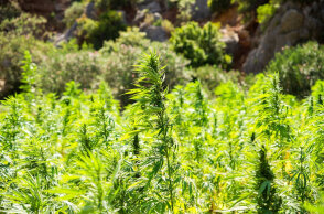 Δενδρύλλια κάνναβης (ΦΩΤΟ ΑΡΧΕΙΟΥ) - Φυτεία στην Κορινθία εντοπίστηκε από αστυνομικούς