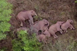 Κίνα: Οι περιπλανώμενοι ελέφαντες το ριξαν στον ύπνο