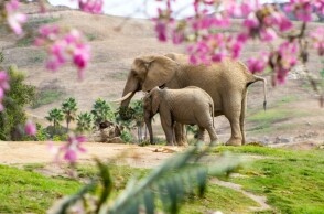 Ελεφαντίνα μαζί με το ελεφαντάκι της©Unsplash/Karam Alani