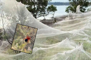 Πλημμύρες στην Αυστραλία: Αράχνες κάλυψαν με τεράστιους ιστούς τα παράλια στη Βικτόρια