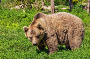 Αρκούδα (ΦΩΤΟ ΑΡΧΕΙΟΥ)