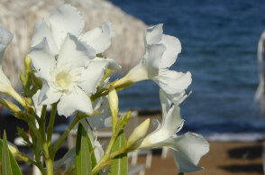Λουλούδια σε παραλία - Ο καιρός σήμερα Σάββατο 19 Ιουνίου 2021 θα είναι γενικά αίθριος