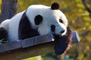 Γιγαντιαίο Πάντα (ΦΩΤΟ ΑΡΧΕΙΟΥ)