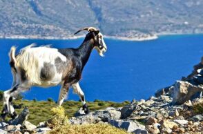 Το κατσίκι «συμμετέχει» στα παραδοσιακά πιάτα της Αμοργού, με αρχηγό το πατατάτο