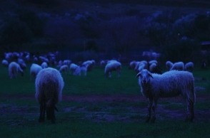 Κοπάδι από πρόβατα