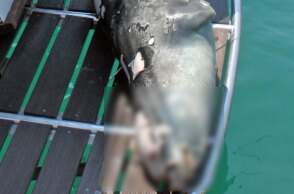 Ο «Κωστής», η αρσενική μεσογειακή φώκια που εντοπίστηκε νεκρή στην Αλόννησο