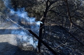 Φωτιά σε δέντρο στην Αχαΐα (φωτογραφία αρχείου)