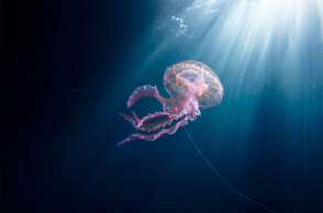 Μωβ μέδουσα (ΦΩΤΟ ΑΡΧΕΙΟΥ) - Έξαρση στην Ελλάδα με το είδος Pelagia noctiluca