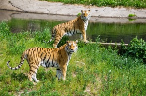 Οι αρχές της Ινδονησίας ανακοίνωσαν ότι δύο τίγρεις  προσβλήθηκαν από κορωνοϊό σε ζωολογικό κήπο της Τζακάρτας -άγνωστη η πηγή της ασθένειας