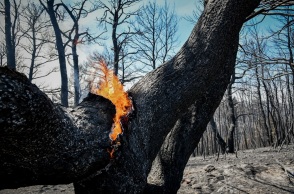 Φωτιά καίει σε δέντρο 