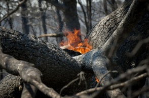 Φωτιά σε δέντρο