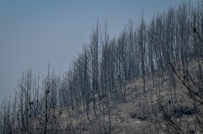 Καμένη έκταση μετά από πυρκαγιά 