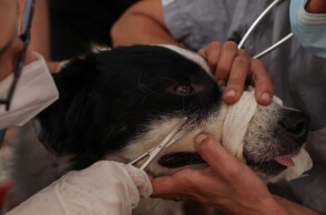 Γαλάτσι: Στιγμιότυπο από τον χώρο προστασίας ζώων από πυρόπληκτες περιοχές © EUROKINISSI/ΔΗΜΗΤΡΟΠΟΥΛΟΣ ΣΩΤΗΡΗΣ