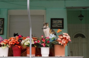 Μια γάτα κάθεται ανάμεσα στις γλάστες ενός σπιτιού. 