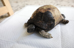 Τραυματισμένη χελώνα από τις φωτιές λαμβάνει φροντίδα στο κέντρο του Συλλόγου Προστασίας Άγριας Ζωής (ANIMA)
