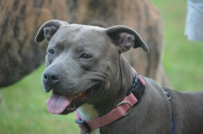 Πιτ μπουλ (ΦΩΤΟ ΑΡΧΕΙΟΥ) - Ελεύθερος ο αστυνομικός που σκότωσε τον σκύλο στο Γαλάτσι