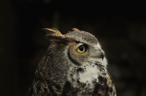 Κουκουβάγια (ΦΩΤΟ ΑΡΧΕΙΟΥ) - Σκοτώθηκε ο Nico Duo, Ιταλός αθλητής του πόλο σε τροχαίο - Κουκουβάγια έπεσε στο κράνος του