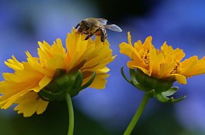 Οι πυρκαγιές και οι μέλισσες