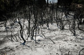 Στάχτη και αποκαΐδια στο Κρυονέρι μετά τη φωτιά - Στη Βουλή τα μέτρα για την προστασία και αποκατάσταση των καμένων εκτάσεων