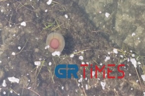 Mέδουσες σαν αυγά μάτια στον Θερμαϊκό 