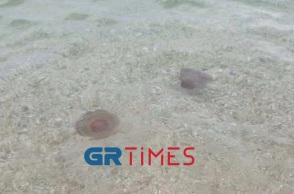 Μέδουσες στη Χαλκιδική