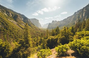 Δάσος-δέντρο