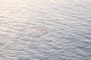 Άνδρας που κάνει μπάνιο στη θάλασσα