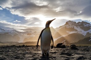 Πιγκουίνος