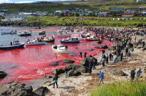Χιλιάδες δελφίνια σφαγιάστηκαν στα Νησιά Φερόε, με τη θάλασσα να γίνεται «κόκκινη» μετά το βάρβαρο έθιμο «grindadrap»