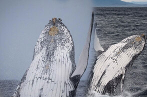 Φάλαινες στην Αυστραλία