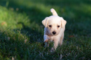 Κουτάβι (ΦΩΤΟ ΑΡΧΕΙΟΥ) - Ψηφίστηκε στη Βουλή το νομοσχέδιο για τα ζώα συντροφιάς