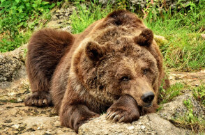 Καφέ αρκούδα (ΦΩΤΟ ΑΡΧΕΙΟΥ)