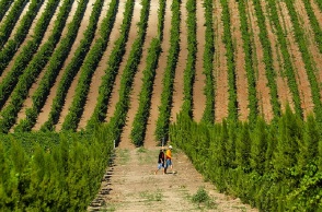 Στιγμιότυπο από τον τρύγο στο Κτήμα Γεροβασιλείου.