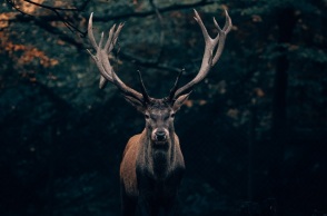 Ελάφι ψυχορραγούσε επί τρεις ημέρες στην μέση του δρόμου στην Πάρνηθα