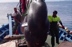 Έπιασαν ψάρι δύο τόνων στα ανοιχτά της Θέουτα στην Ισπανία