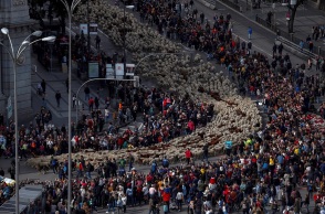 Πρόβατα κατέκλυσαν τους δρόμους της Μαδρίτης