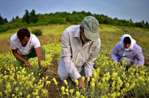 Corphes Τα υπέροχα τσάγια και βότανα στη Δεσκάτη των Γρεβενών