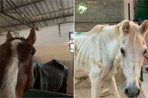 Ομόφωνα ένοχος ο ιδιοκτήτης του χώρου με τα κακοποιημένα άλογα στον Ασπρόπυργο