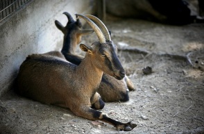 Άγνωστοι σκότωσαν κρι κρι μέσα στον Εθνικό Δρυμό Σαμαριάς