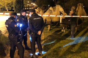 Οκτώ καμήλες και ένα λάμα έκαναν βόλτες στους δρόμους της Μαδρίτης