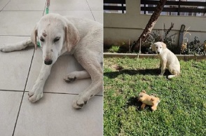 Αλεξανδρούπολη: Καταγγελία για κατ’ εξακολούθηση βιασμό κουταβιού