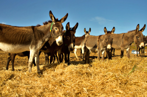 Meet Your Makers: Ο Γιώργος Τσιχουρίδης παράγει στην Κοζάνη γάλα γαϊδούρας