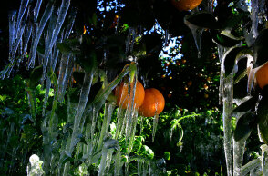 Παγετός στην Αργολίδα