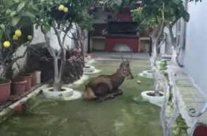 Το ελάφι που εγκλωβίστηκε σε σπίτι στο Μενίδι