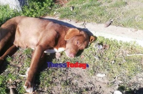 Νάουσα: Σκότωσαν με φόλα την τυφλή αδέσποτη σκυλίτσα