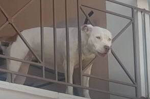 Το πίτμπουλ στην Πάτρα που επιτέθηκε σε οικογένεια και κατασπάραξε σκυλάκι