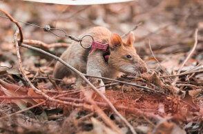 Ο αρουραίος Μαγκάουα ψάχνει για νάρκες στην Καμπότζη
