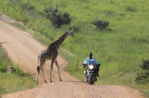 Οδηγός μηχανής στην Ουγκάντα περνά δίπλα από καμηλοπάρδαλη